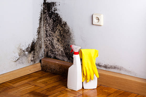 Best Commercial Mold Removal  in Keno, OR