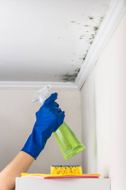 Trusted Keno, OR Mold Removal Experts
