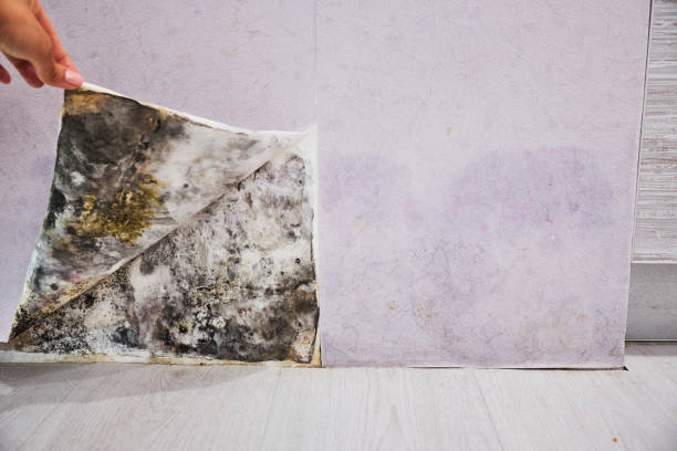 Best Black Mold Removal  in Keno, OR